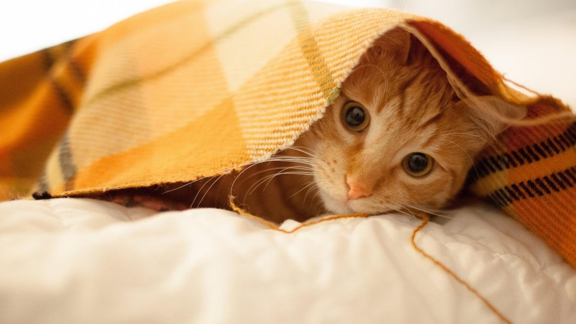 《王者荣耀》赛事观众地域分布：移动电竞的地域特色与文化差异