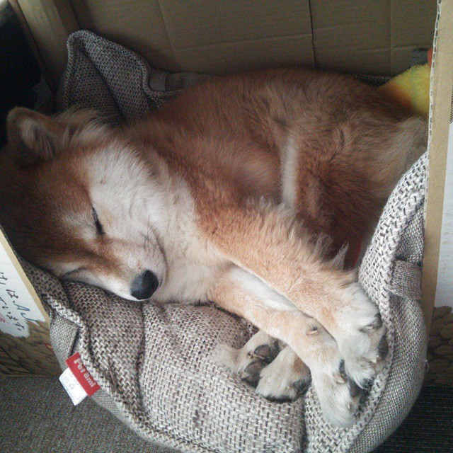 开云电竞-_世界羽毛球锦标赛：中国选手连续夺冠_，羽毛球世界锦标赛视频