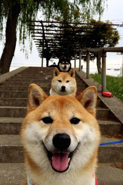 开云·体育官网APP下载-_夜空星舞跑：月色下的浪漫运动体验_，舞夜星空简介