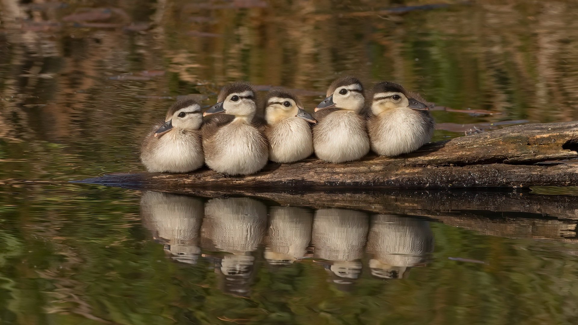 开云竞猜官网-_惊心动魄的冠军争夺战：2025年世界杯决赛纪实_，2025 世界杯